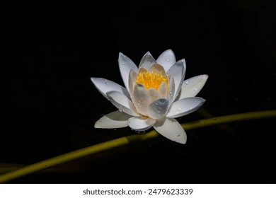 White lotus flower in the pond. Nymphaea Alba. Black background. Lake Işıklı, çivril Turkey. - Powered by Shutterstock