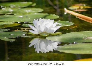 White Lotus flower reflection. Green Lily pads. Blurred background. Closeup.  - Powered by Shutterstock