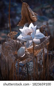 White lotus flower and lotus seed pod and leaf withered in lake