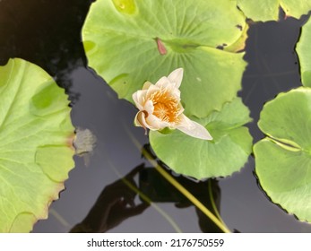 White Lotus Flower Seen From Above