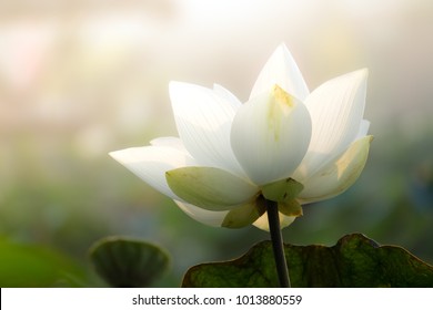 White lotus flower or water lily. Royalty high-quality free stock image of white lotus flower. The background is lotus leaf  and lotus bud in a pond. Beautiful sunlight and sunshine in the morning 