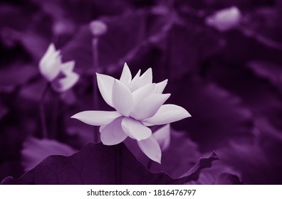 White lotus flower or water lily. Royalty high-quality free stock 
 image of white lotus flower. The background is lotus leaf and lotus bud in a pond. Beautiful sunlight and sunshine in the morning