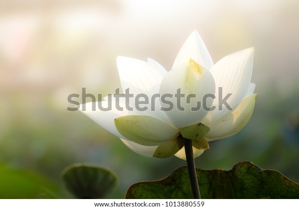 白い蓮の花か水百合 ロイヤリティーの高品質フリーストック 白いハスの花の画像 池の蓮の葉と蓮のつぼみを背景にしている 朝の美しい日差しと日差し の写真素材 今すぐ編集