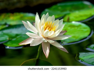 white lotus flower,water lilly- beautiful wallpaper