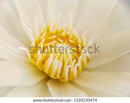 White lotus with golden aura looks virtuous and Valuable. ( Macro of White lotus's pollen. ) ( White water lily background )