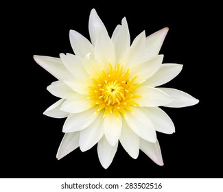 White Lotus Isolated On Black Background