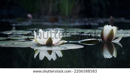 White lotus lilies in lake water. Natural beautiful flowers blossom in forest wildlife. Cinematic plant. Nobody. Blooming water lily flower in natural pond. Reflection on dark water