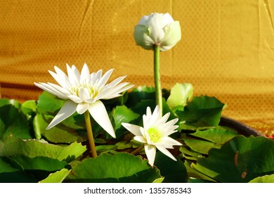 160 Pure lotus statue Images, Stock Photos & Vectors | Shutterstock