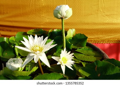 White Lotus In Temple (Visakha Puja Day,Asalha Puja Day,Magha Puja Day Concept)