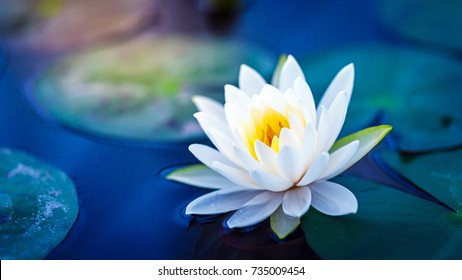 White lotus with yellow pollen on surface of pond - Shutterstock ID 735009454