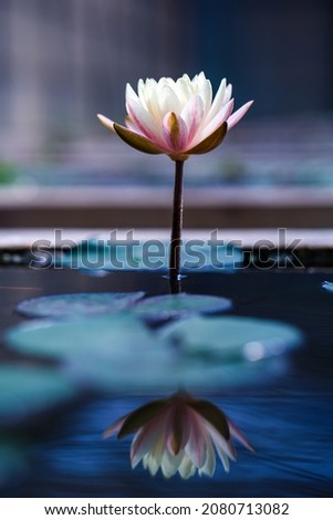 White lotus with yellow pollen on blue surface of pond