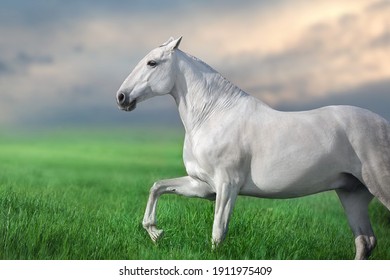 White lusitano  horse run gallop against sunset sky