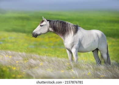 White lusitano horse standing in stipa meadow