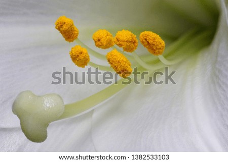 White Lys close-up with macro                               