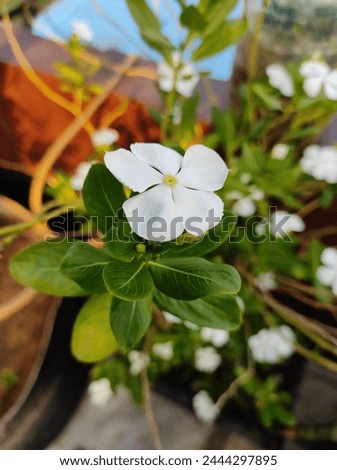 White Madagascar Periwinkle, white periwinkle flower, 