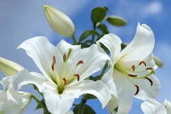 White Madonna Lily. Close-up Of White Lily 
Lilies Blooming On Blue Sky. Lilium Flower On Blue Background. Beautiful  Lilium Candidum Flower On Blue Background. Easter Lily Flowers Greeting Card. 