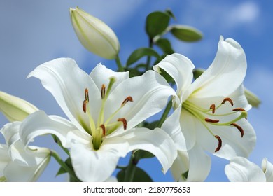 White Madonna Lily. Close-up of White Lily 
Lilies blooming on blue sky. Lilium flower on blue background. Beautiful  Lilium Candidum flower on blue background. Easter Lily flowers greeting card. 
