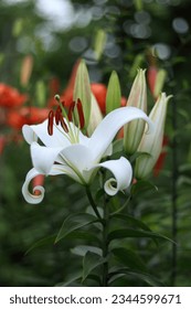White Madonna Lily. Close-up of White Lily 
Lilies blooming . Lilium flower in the garden on a summer day. Beautiful  Lilium Candidum flower on green background. Easter Lily flowers greeting card. 