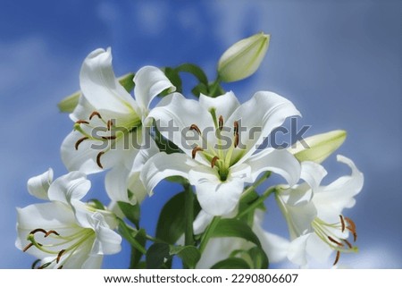 White Madonna Lily. Close-up of White Lily. 
Lilies blooming on blue sky. Lilium flower on blue background. Beautiful  Lilium Candidum flower on blue background. Easter Lily flowers greeting card.