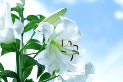 White Madonna Lily. Close-up Of Lilium Flower On Blue Background. Beautiful Lilium Candidum Flower. Easter Lily Flowers Greeting Card. White Lily 
Lilies Blooming On Blue Sky. Beautiful Spring Bouquet