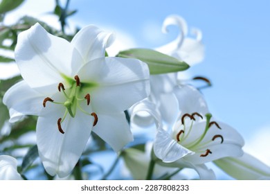 White Madonna Lily. Close-up of Lilium flower on blue background. Beautiful Lilium Candidum flower. Easter Lily flowers greeting card. 
Lilies blooming on blue sky. Beautiful spring plant. 
