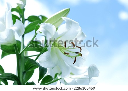 White Madonna Lily. Close-up of Lilium flower on blue background. Beautiful Lilium Candidum flower. Easter Lily flowers greeting card. White Lily 
Lilies blooming on blue sky. Beautiful spring bouquet