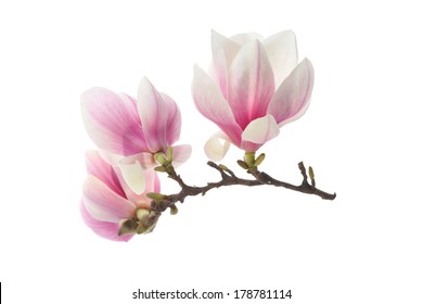 99,260 Magnolia on white background Images, Stock Photos & Vectors ...