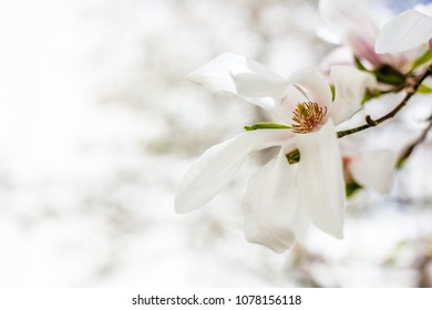 White magnolia blooming in Silute