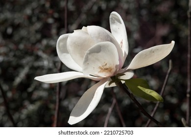 White Magnolia Blossom In The Sunshine