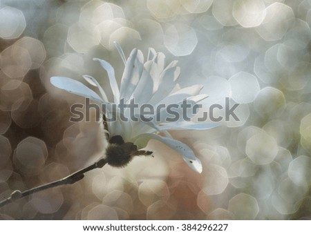 Similar – White garden dahlia against a blue sky