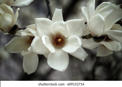 White Magnolia Flower