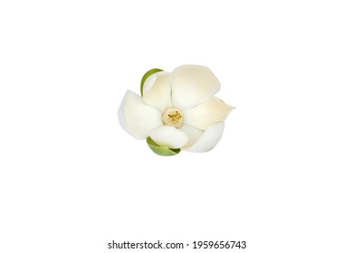 White magnolia flower (Magnolia grandiflora) on isolated white background. Called Evergreen Magnolia, with clipping path.