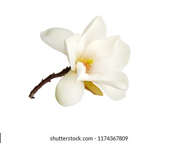 White Magnolia Flower Isolated On White Background.