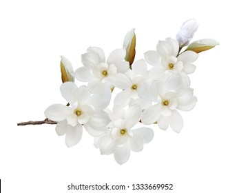 White magnolia flower isolated on white background. - Shutterstock ID 1333669952