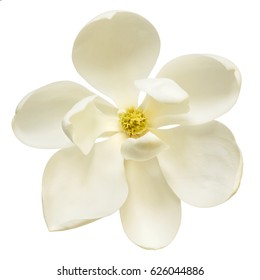 White Magnolia Flower Isolated.  Top View.