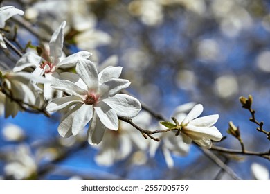 White magnolia flowers blooming on tree branches against clear blue sky close-up spring nature background floral beauty - Powered by Shutterstock