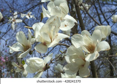 white magnolia flowers, flowers of white magnolia,white magnolia, white Magnolia flowers on tree branch, Magnolia tree blossom, white magnolia blossoms floral natural background