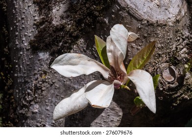 White Magnolia Growing Directly On Tree Bark