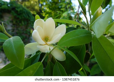 White Magnolia In Seattle Botanic Garden