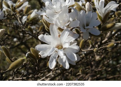 White Magnolia Tree Flowers On A Sunny Day.