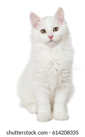 白いメインのクーン子猫