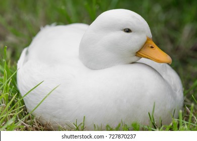 White Male Call Duck - Shutterstock ID 727870237