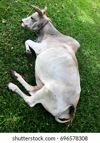 White male cow lying on green grass.