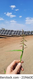 A White Male Holding Grass Seed On A Dry Solar Farm In Malawi