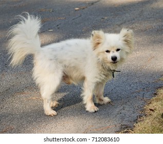 White Male Maltipom Dog Maltese Pomeranian Stock Photo Edit Now