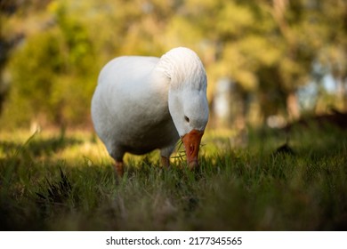 White Male Pilgrim Goose Eating Grass