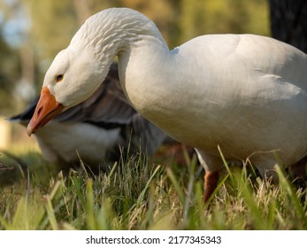 White Male Pilgrim Goose With Other Geese