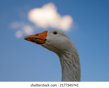 White Male Pilgrim Goose With Sky And Clouds In Background