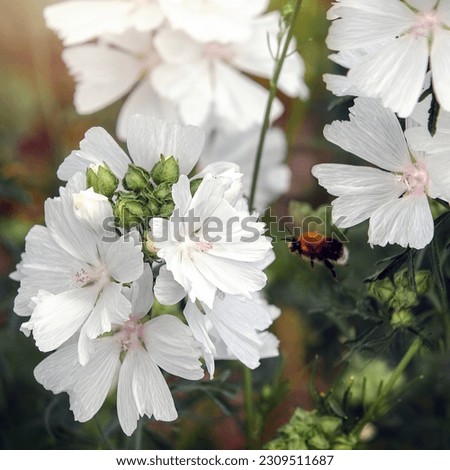 A white Mallow flower blossom, and a flying bumble bee nearby, presumably that Malva olbia to be a good plant to attract pollinators.
