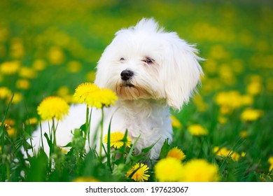 White Maltese Dog
